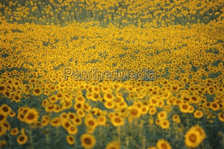 campo de girasol toscana italia - Foto de archivo #19010275 | Agencia de  stock PantherMedia