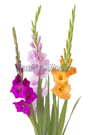 Tres gladiolos Gladiolus sobre un fondo blanco - Stockphoto #22851813 |  Agencia de stock PantherMedia