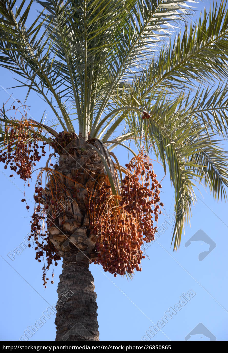 Datiles En La Palmera Datilera Costa Blanca Espana Foto De Archivo 26850865 Agencia De Stock Panthermedia