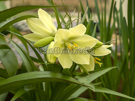 Preciosas flores amarillas de Fritillaria raddeana o - Foto de archivo  #28247687 | Agencia de stock PantherMedia